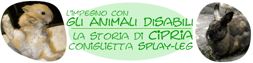 L'impegno con gli animali disabili. La storia di Cipria, coniglietta splay leg